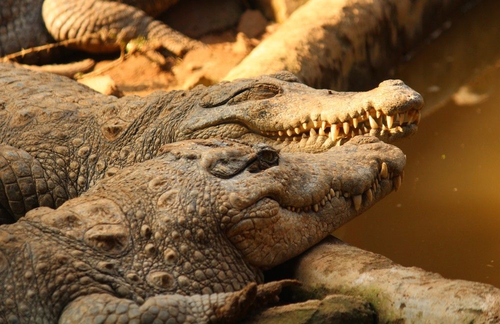 Crocodiles