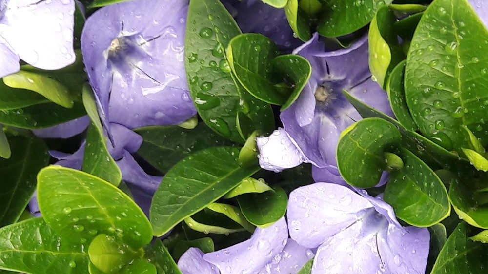 Барвинок в росе