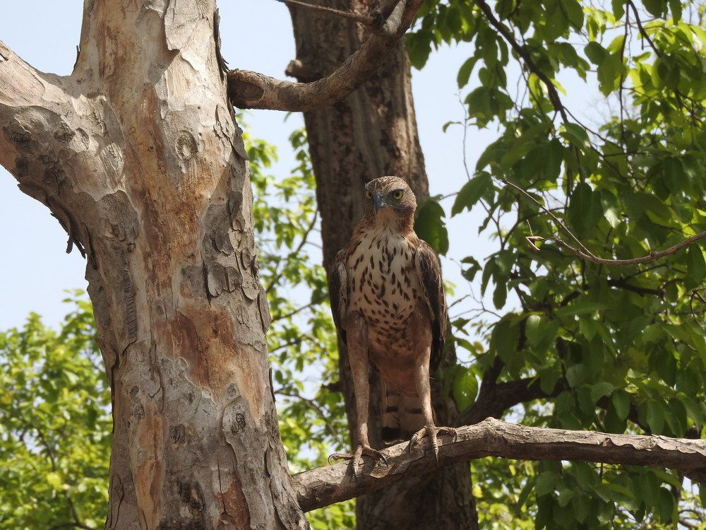 Changeable Hawk Eagle