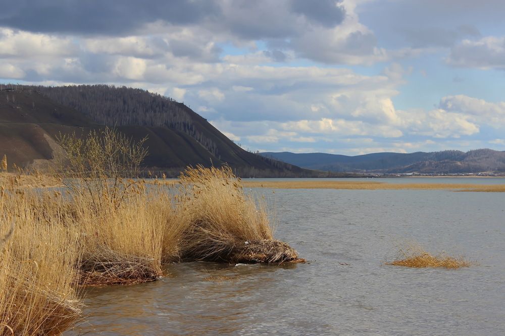 Три тростниковых  ёжика. Оз. Большое.