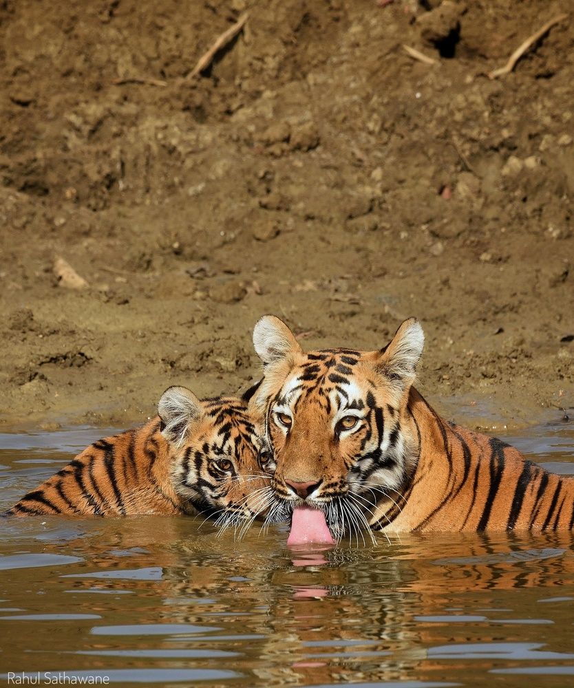 Junabai with his cub