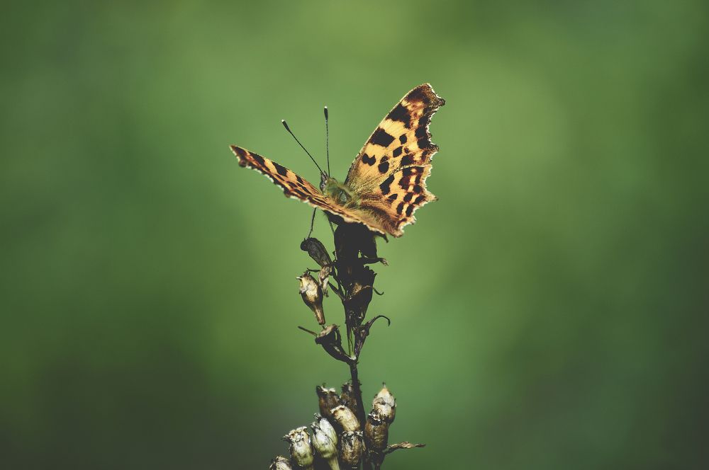 Photograph by Алексей Шкиндеров