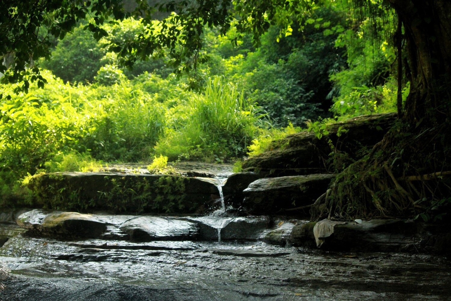 essence of nature