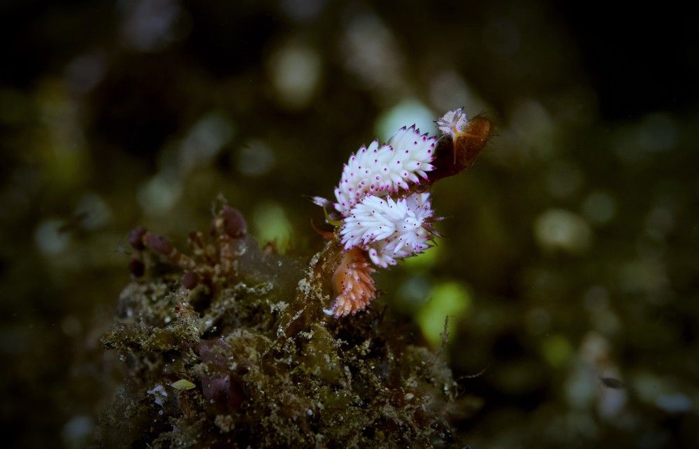 Голожаберные моллюски Favorinus cf. mirabilis