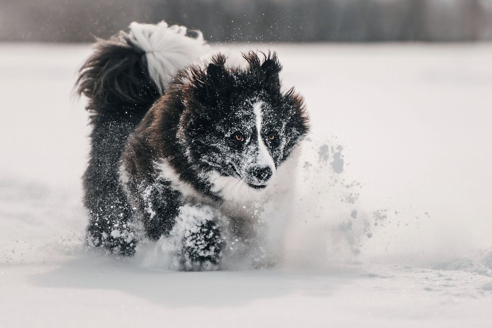 Снежный барс