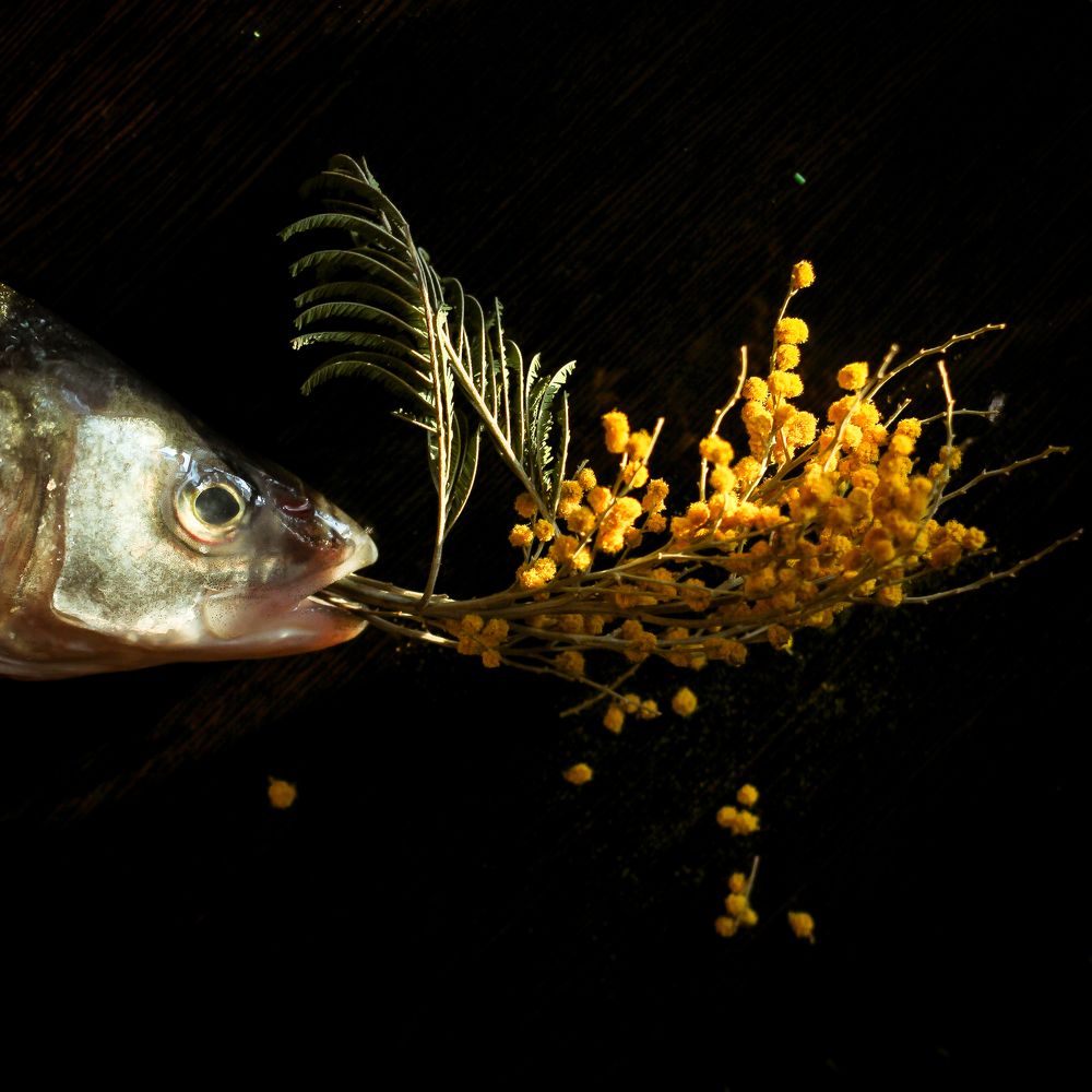 Мимозы к 8 марта