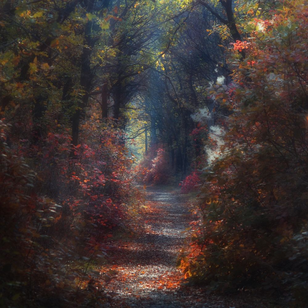 Сказочный лес