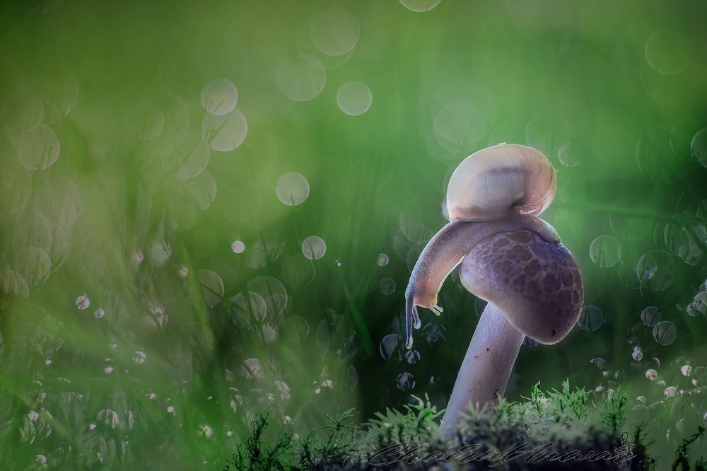 Snail on mushroom