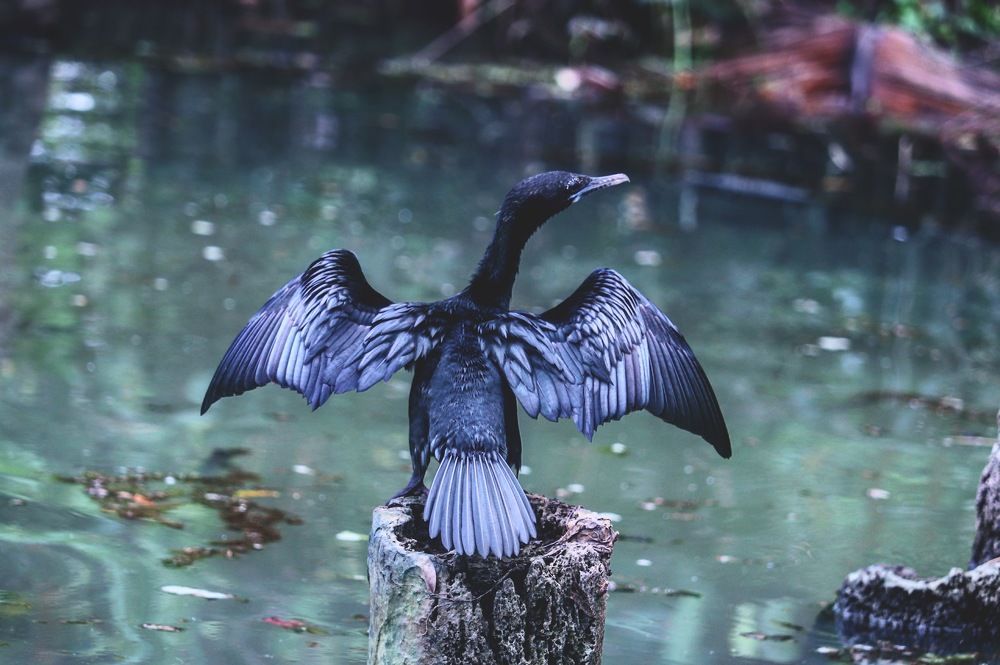 Great Indian Cormorant