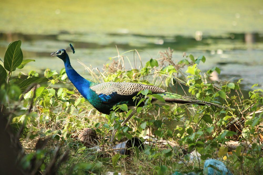 Indian Peacock ,Indian Crow,Qatar Sparrow ,Indian Duck ,Indian Cormorant,Indian Reef  Heron