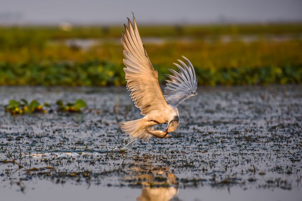 Whiskered turn catch fish