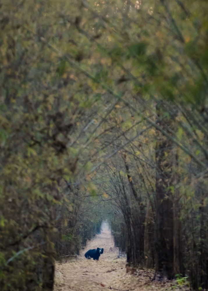 Sloth Bear