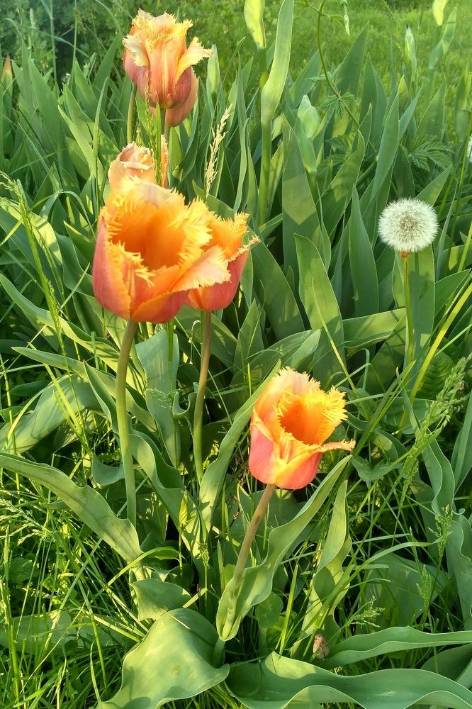 Майские тюльпаны