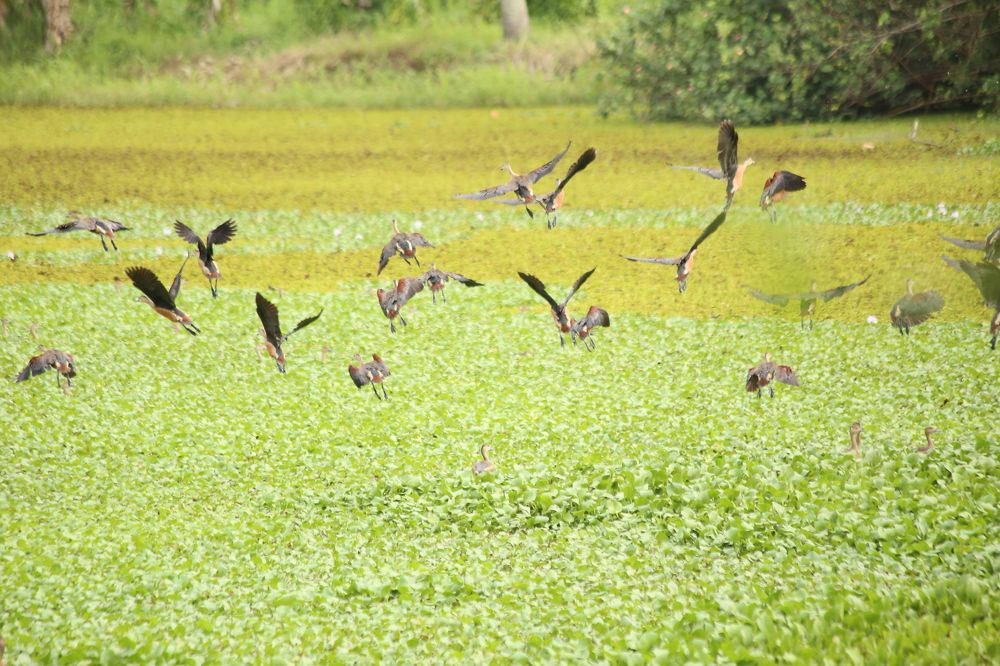 Migration Cormorant  Birds