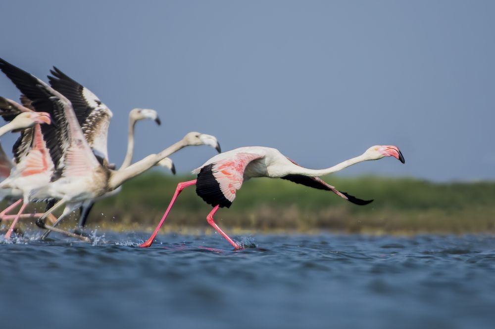 Greater flamingo