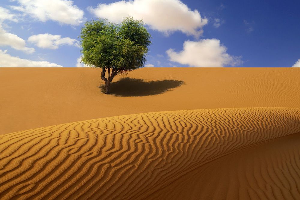 The beauty of the desert