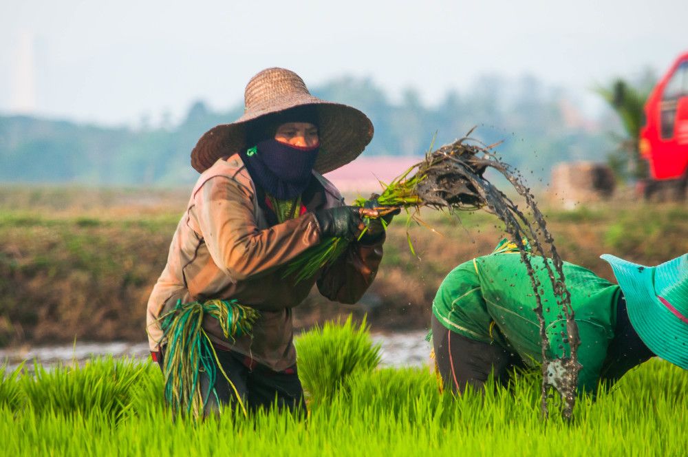 my mom work at the paddy field