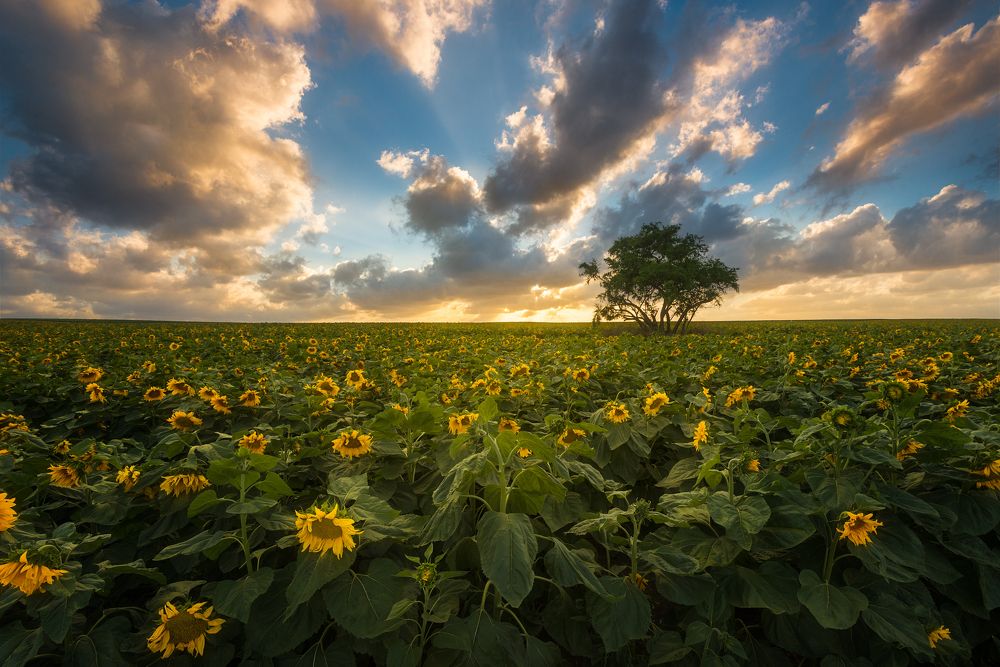 Sunny fields / Солнечные поля