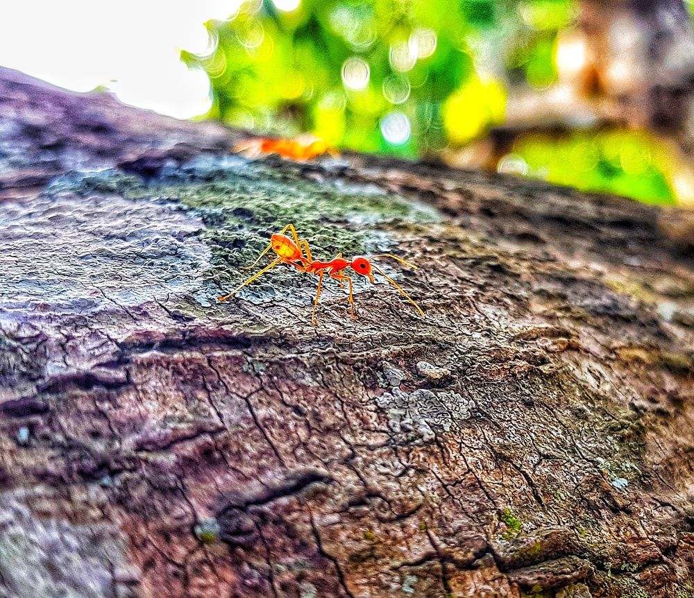 Ant
