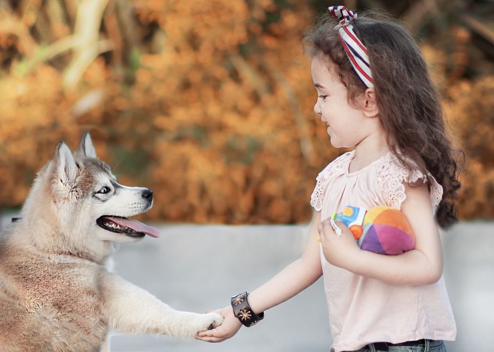 A dog will never need any ticket to reach into your heart