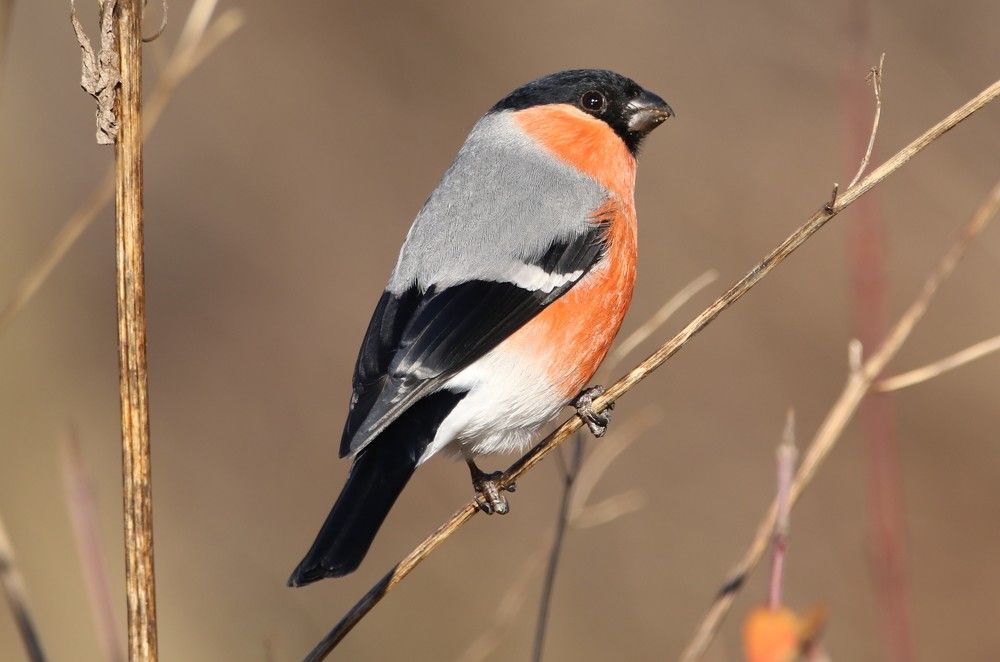 Pyrrhula pyrrhula - Eurasian Bullfinch