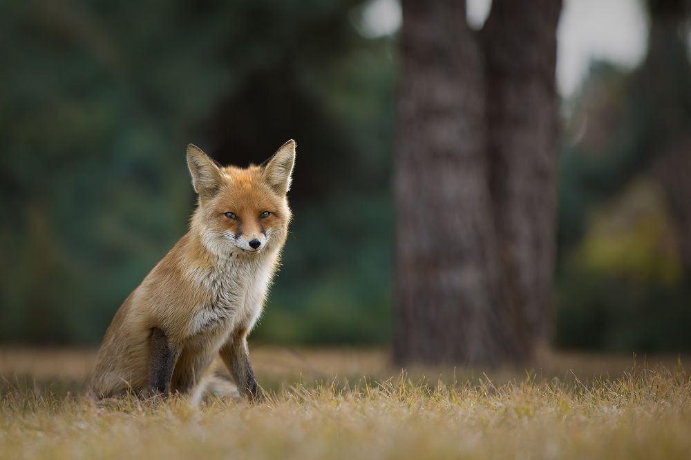 Red Fox