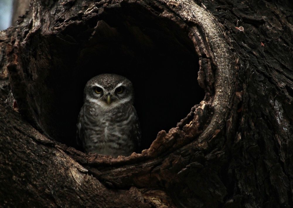 A Watchful Protector