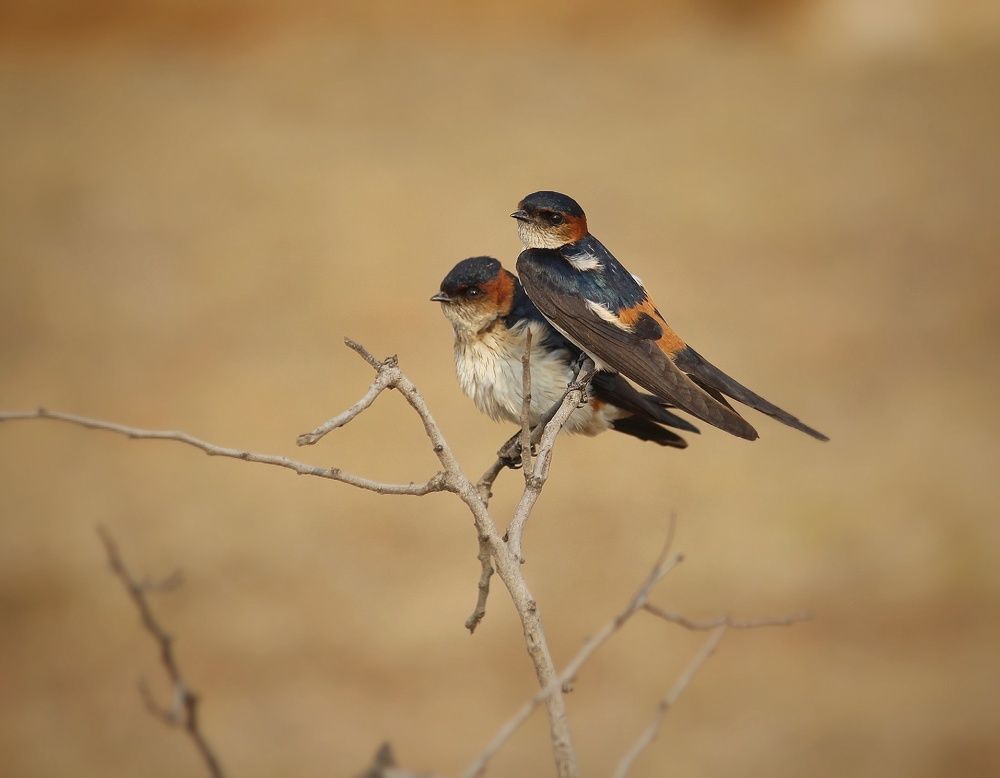 Red rummped swallow