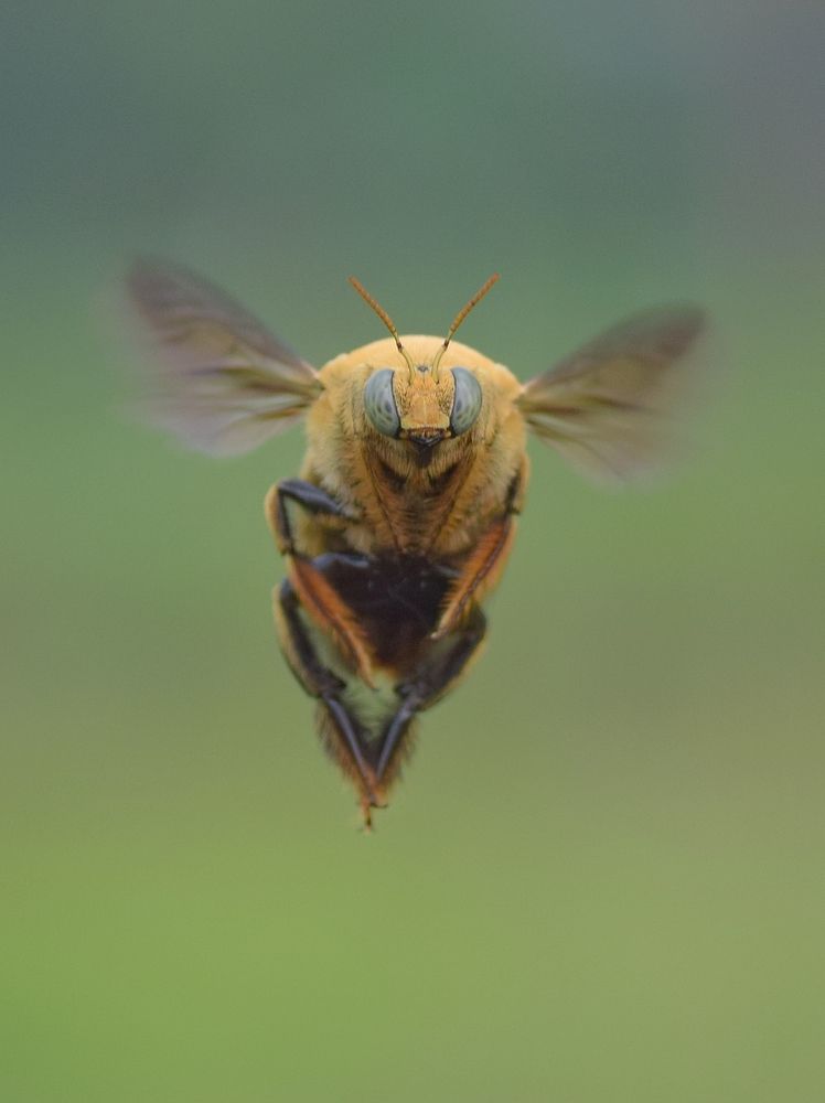 Carpenter bee