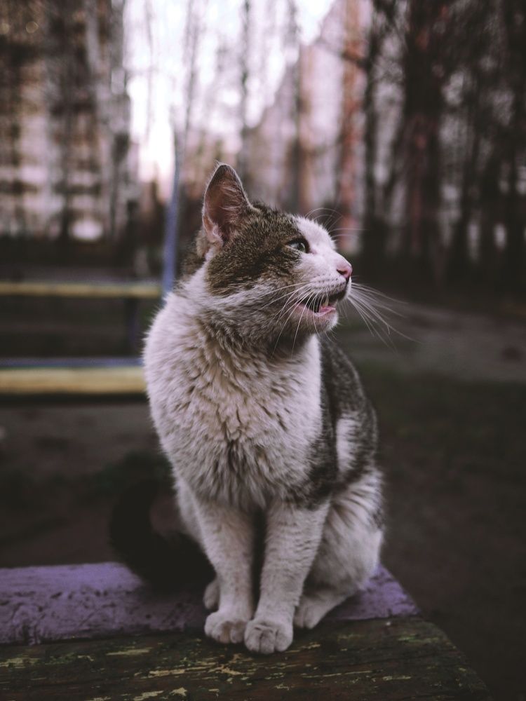 Бродячая кошка