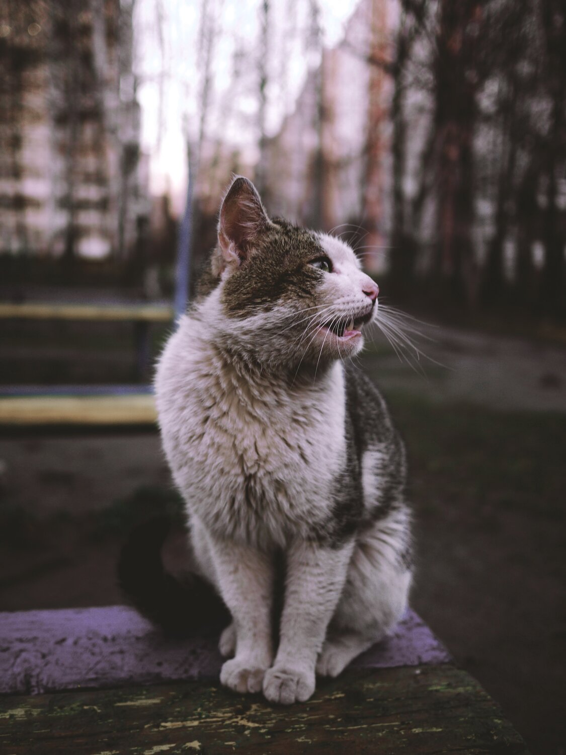 Бродячая кошка