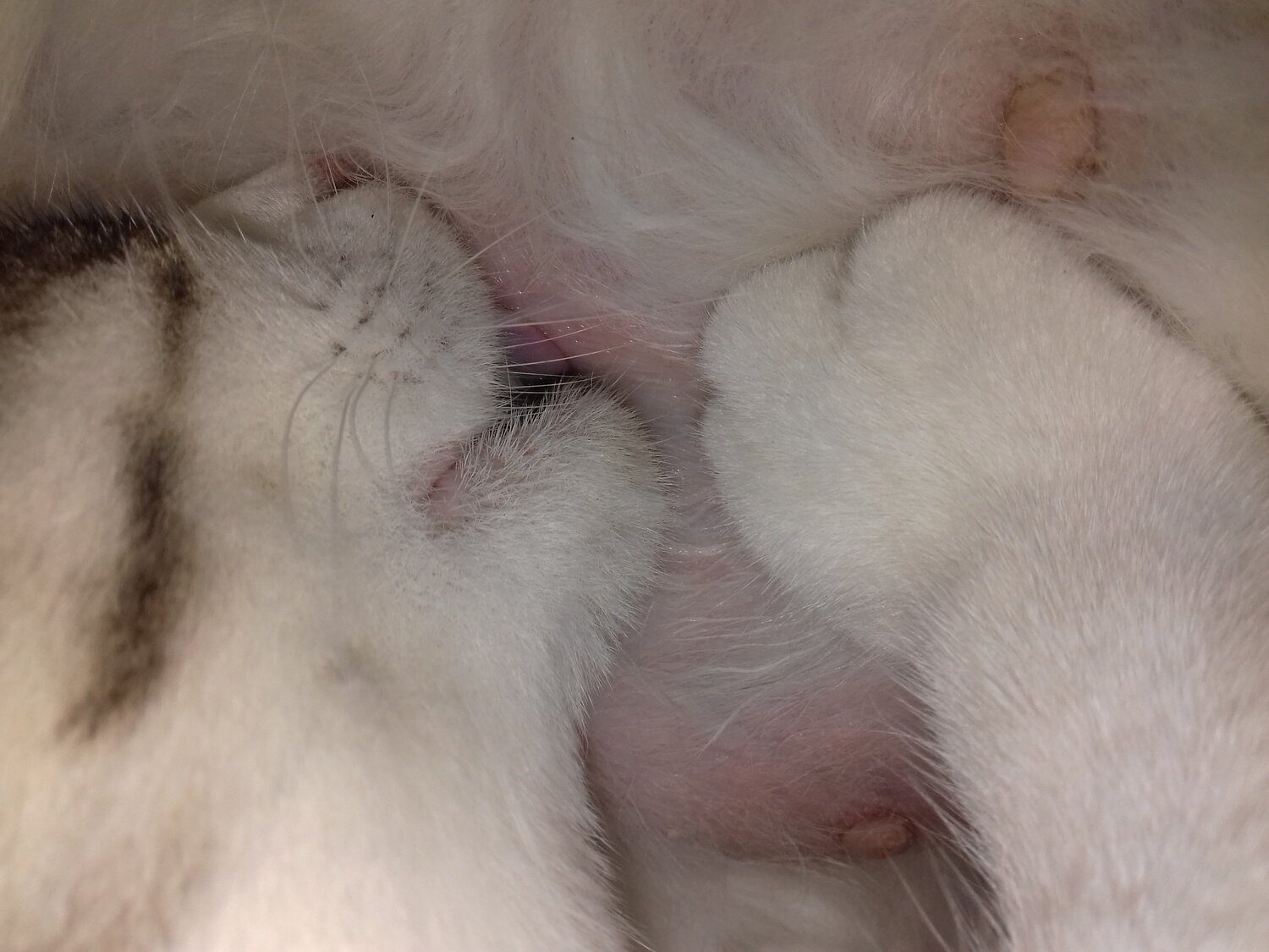 Photo #2360654