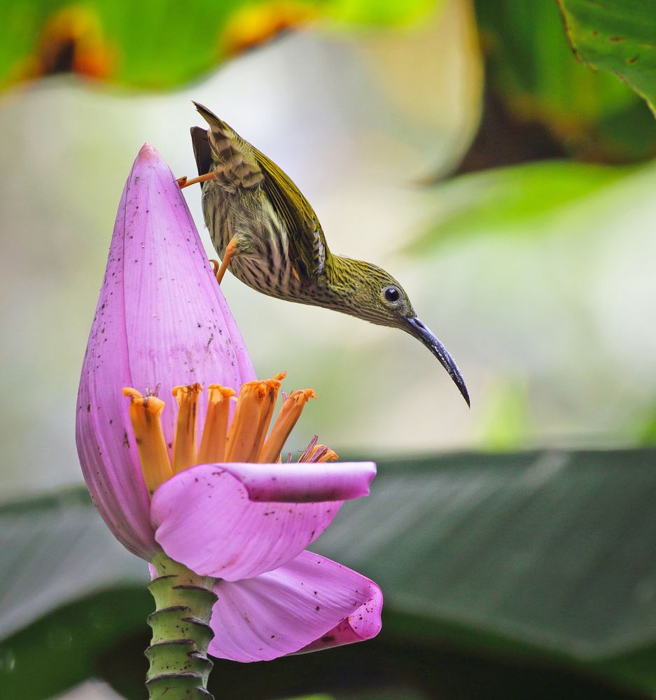 streaked spiderhunter