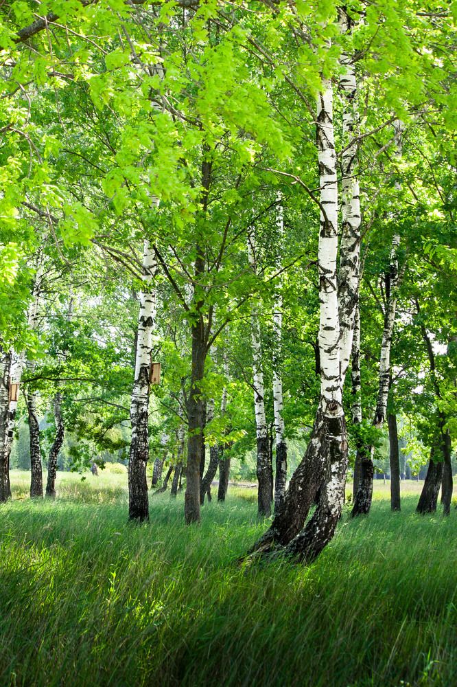 Берёзовая роща
