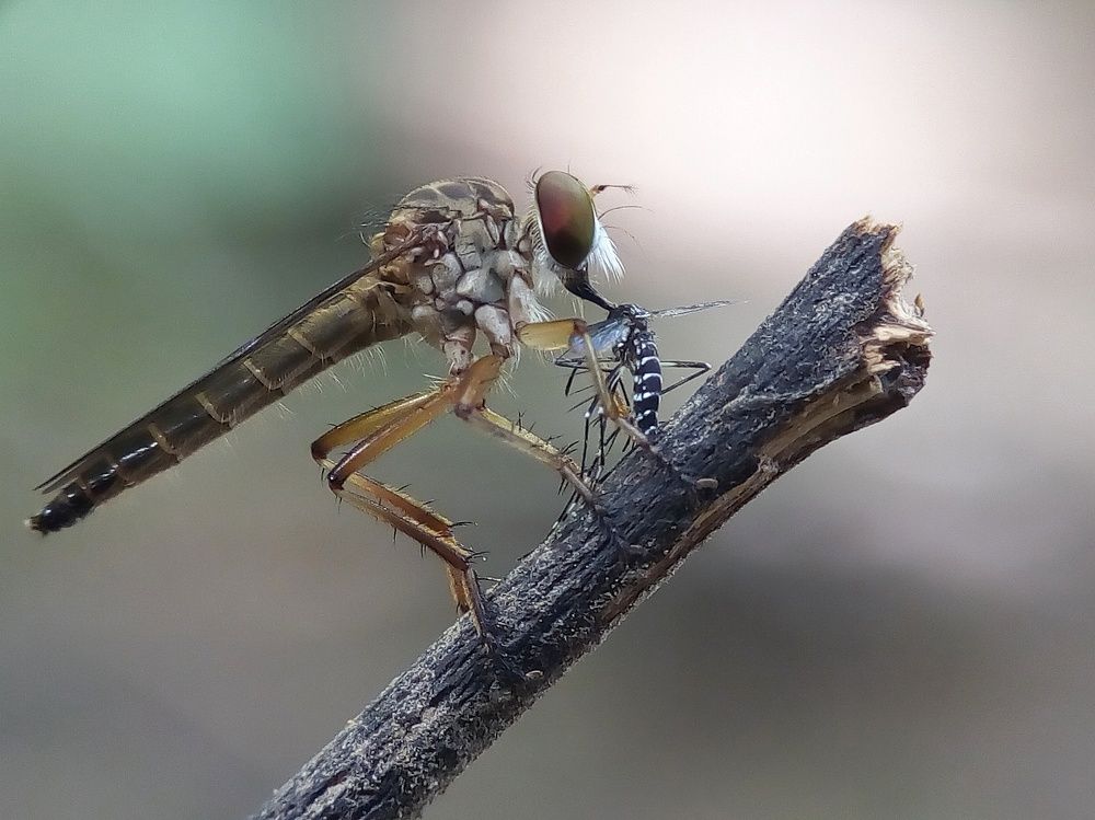 Robberfly