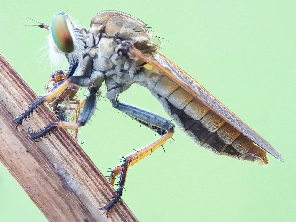 Robberfly pelangi