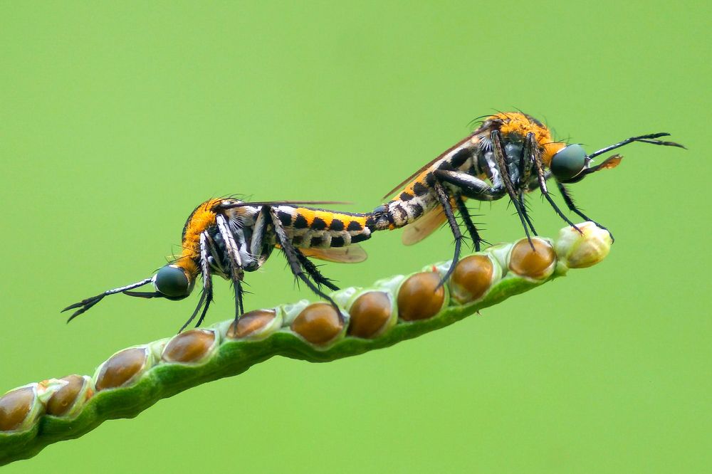 mating toxophora