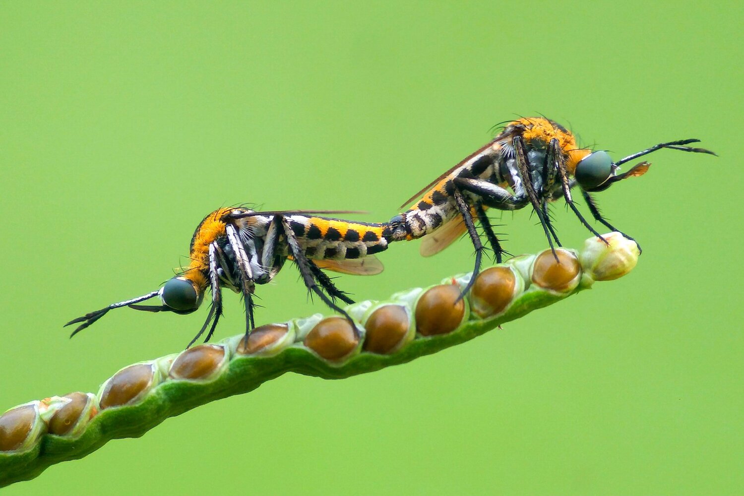 mating toxophora