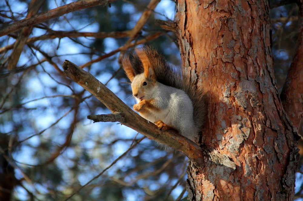 Орешки принес?