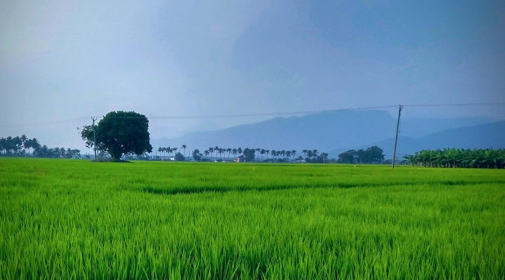The greeny field