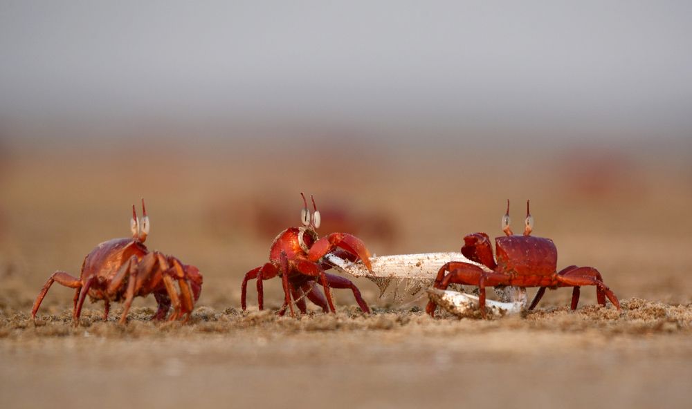 Battle for life