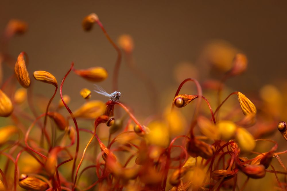 В мире красных гигантов