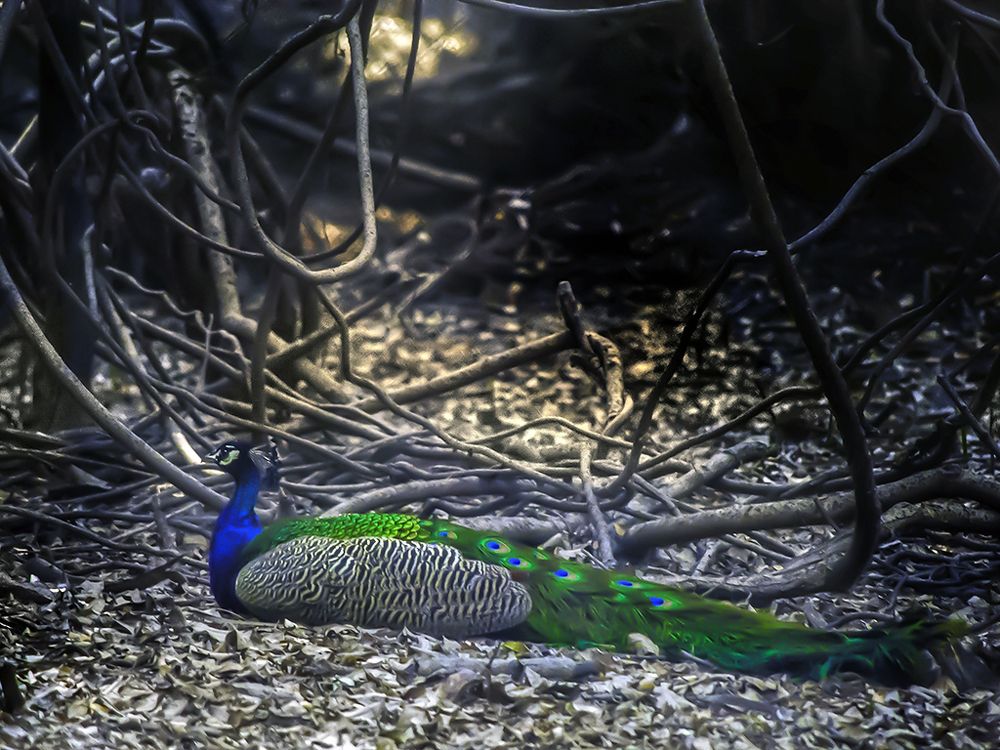 The Majestic Indian Peacock