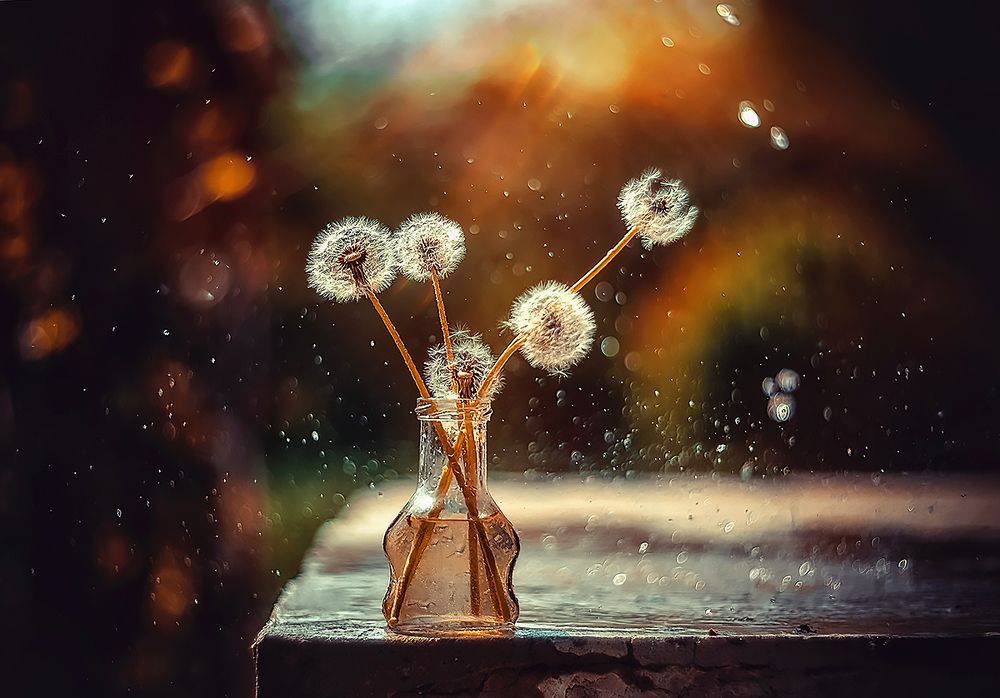 Вино из одуванчиков