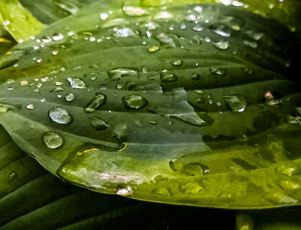 после дождя