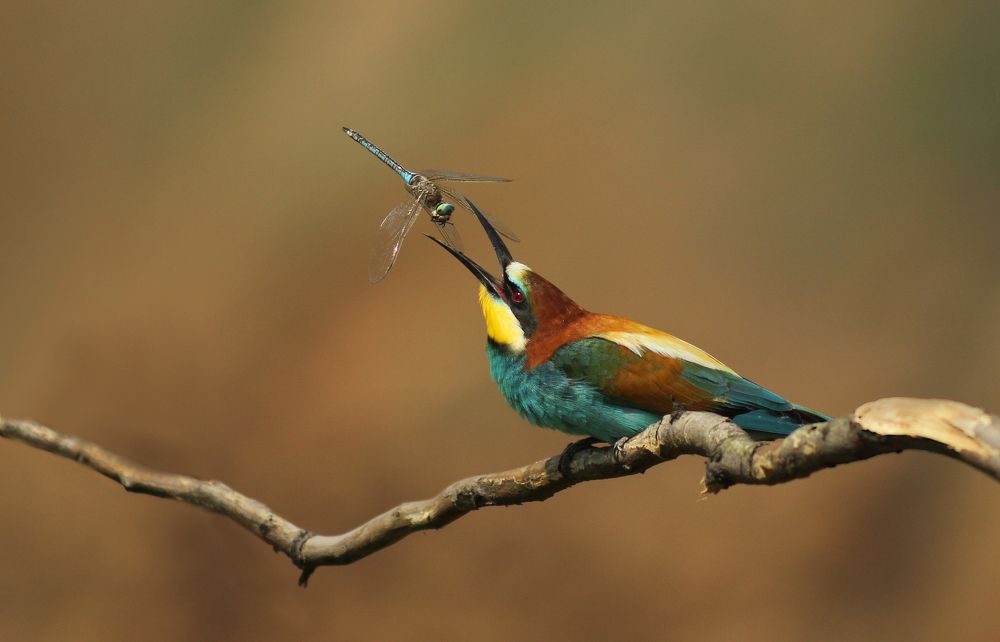 Золотистая щурка.(лат. Merops apiaster).