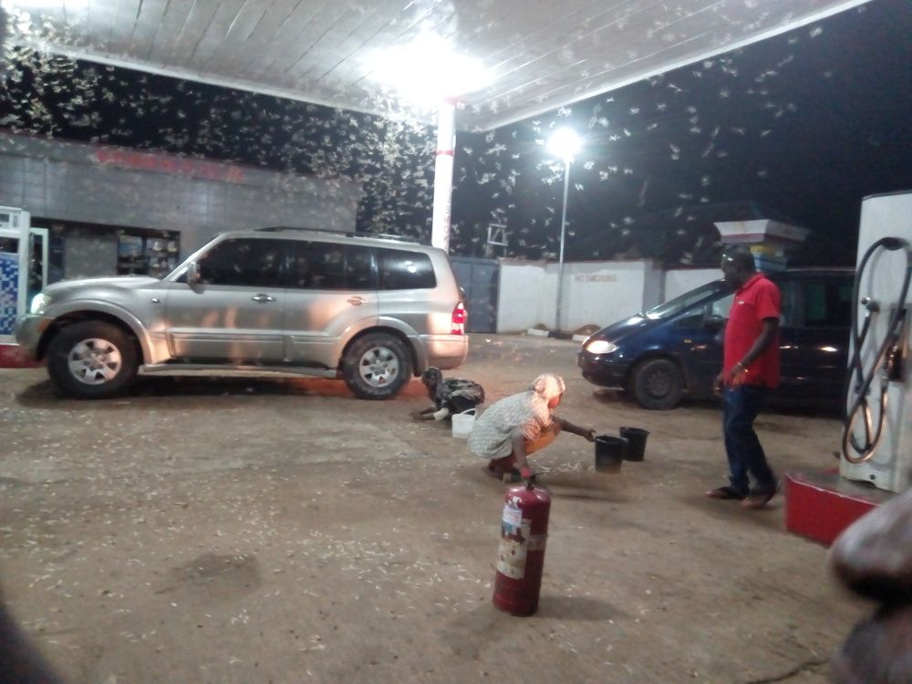 Rain of Termites