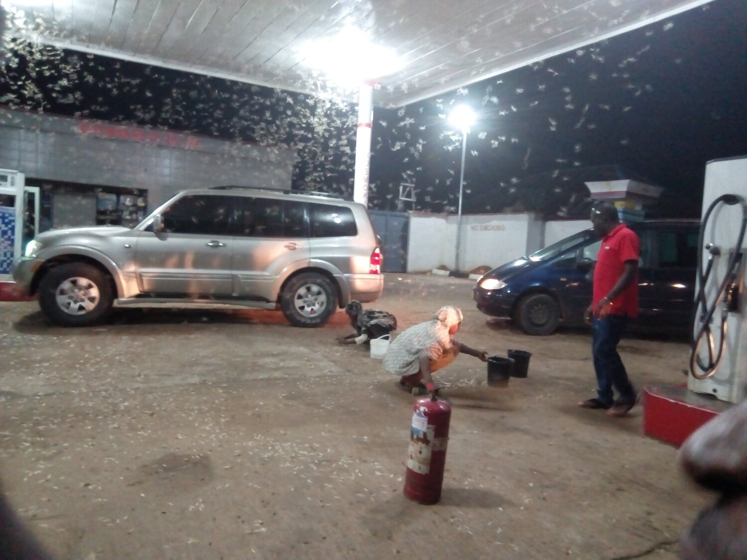 Rain of Termites