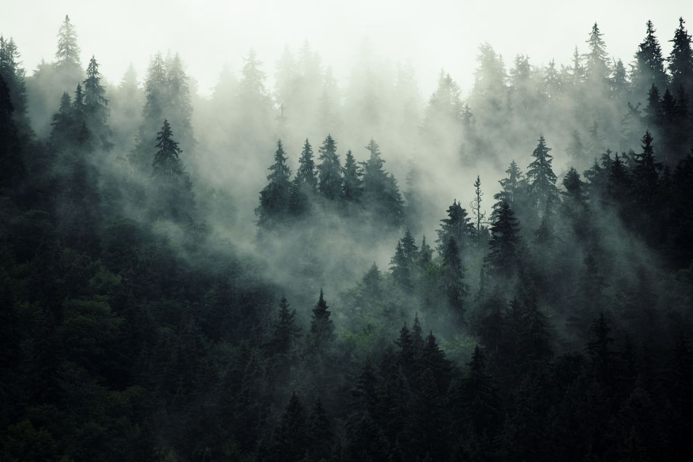 Misty forest