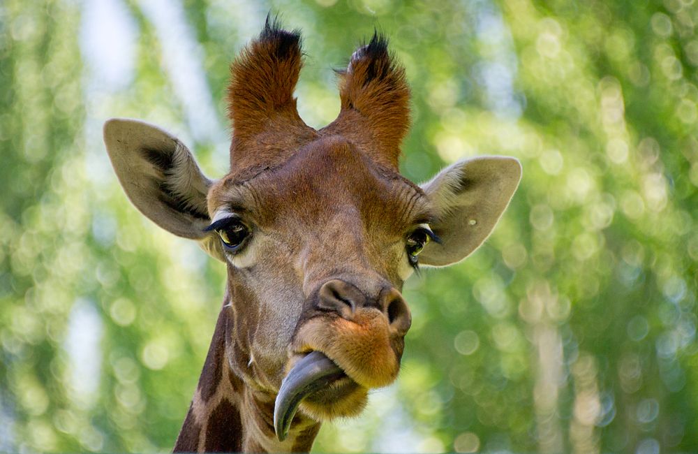 Даже жирафы удивляются длиннофокусным линзам